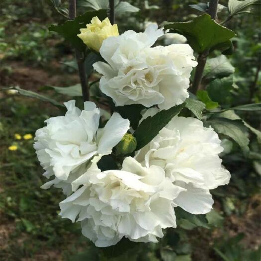 宁海县白花重瓣木槿  木槿花白色重瓣食用药用盆栽地栽当年开花灌木白花木槿鸡肉花树苗