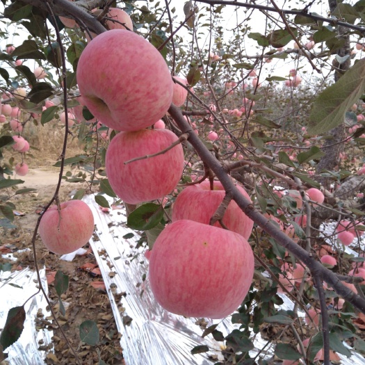 招远市众成一号苹果树苗 