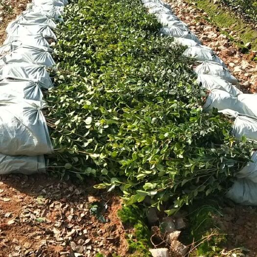 瑞昌市四球茶苗 杯装油茶树苗，产量高，成活率高，量大从优