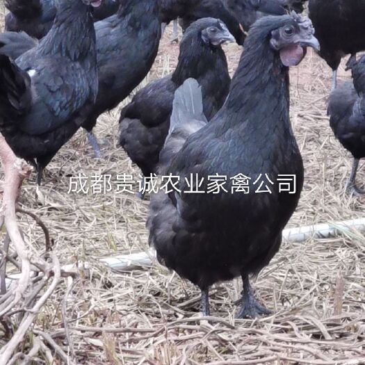 金堂县五黑鸡苗 五黑绿壳蛋鸡，出壳苗，脱温苗，鸡蛋！