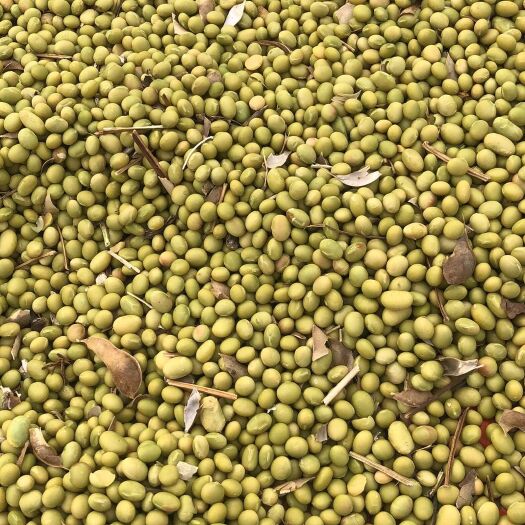 鄄城县青豆 生大豆 1等品 