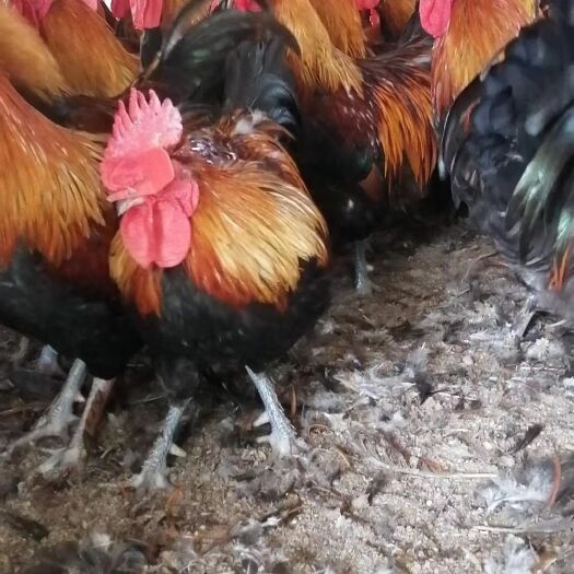 广汉市青脚土鸡苗批发 血毛土鸡苗 黑脚土鸡苗