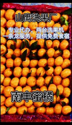 蜜桔  广西桂林灵川县南丰蜜橘