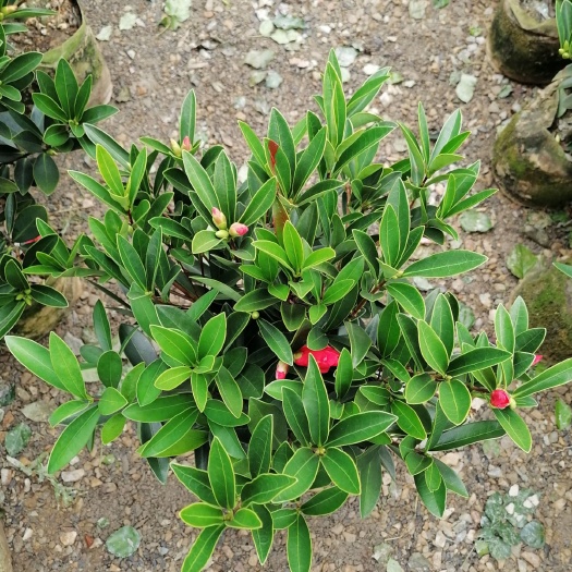 漳平市四季杜鹃茶花，带花包，一年四季都开花，福建龙岩永福基地直供