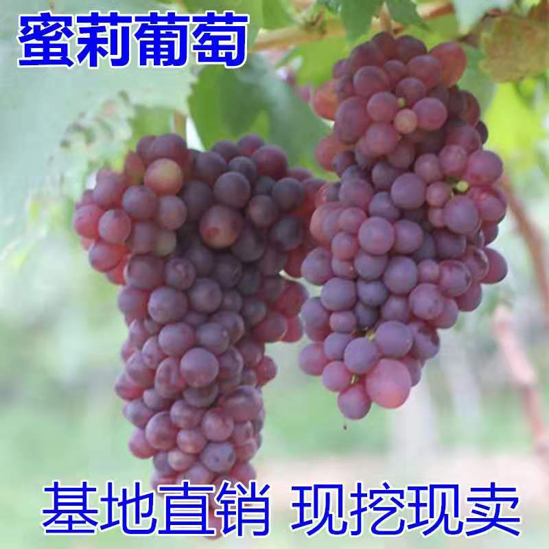 平邑县 蜜丽葡萄苗，南北方适宜种植，基地直销三包发货，提供技术指导