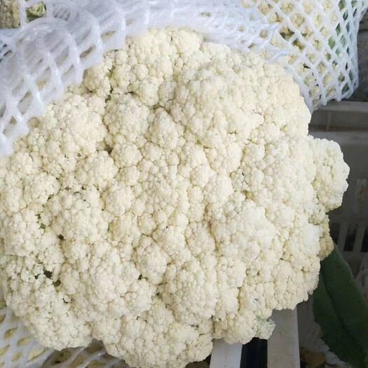砀山县白花菜花  菜花 有机花菜  青梗散花  砀山花菜 现货全国各地代发