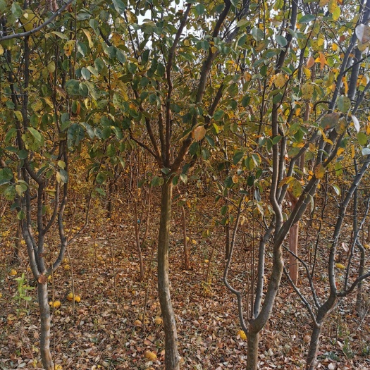 菏泽 菏泽木瓜树