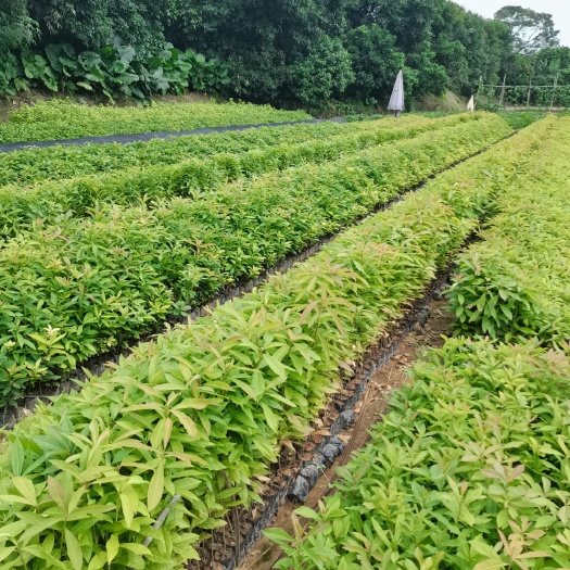 广州木荷