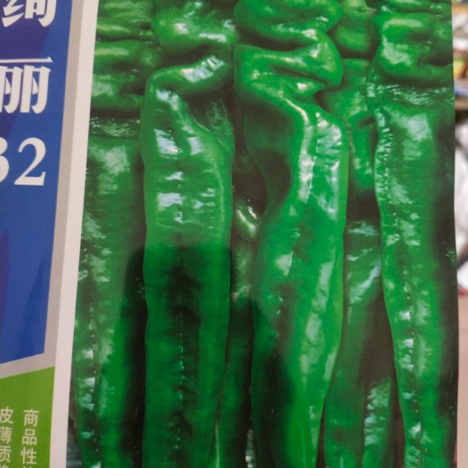 扶沟县辣椒种子 中早熟杂交一代 连续坐果能力 32cm左右 亩3袋