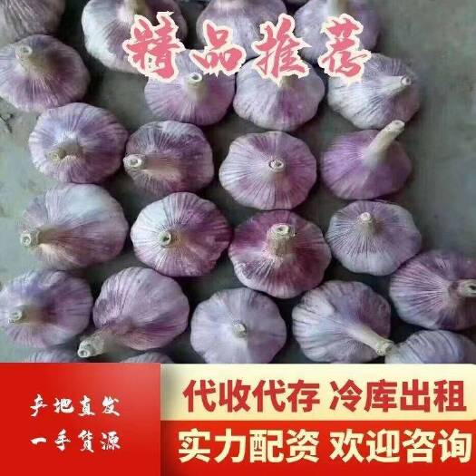 金乡县红皮蒜  常年供应，电商，超市，市场，产地直销，价格美丽，代