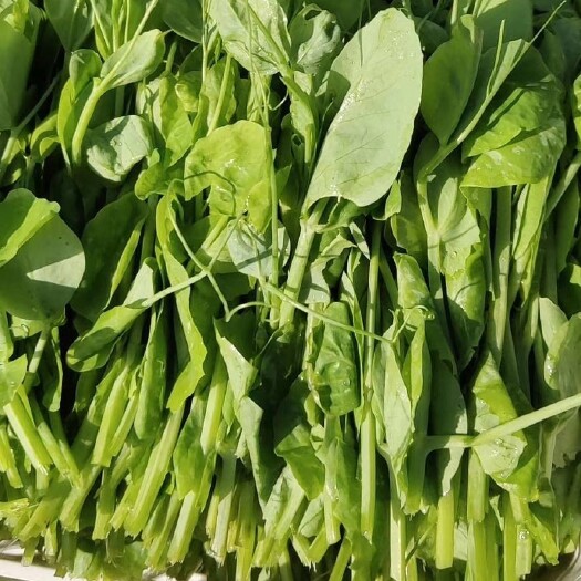 息烽县豌豆苗一手