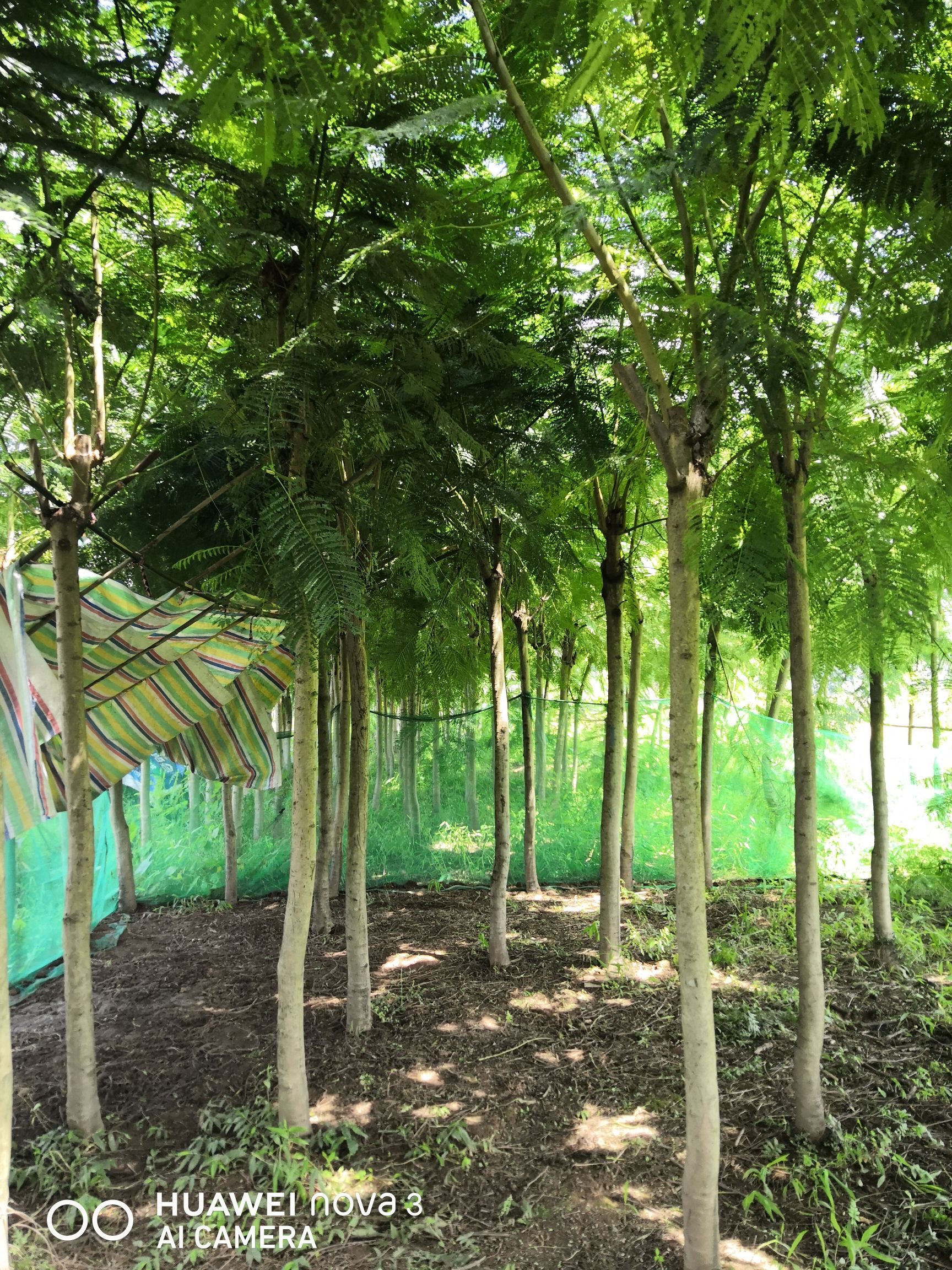普通蓝花楹 5公分蓝花楹