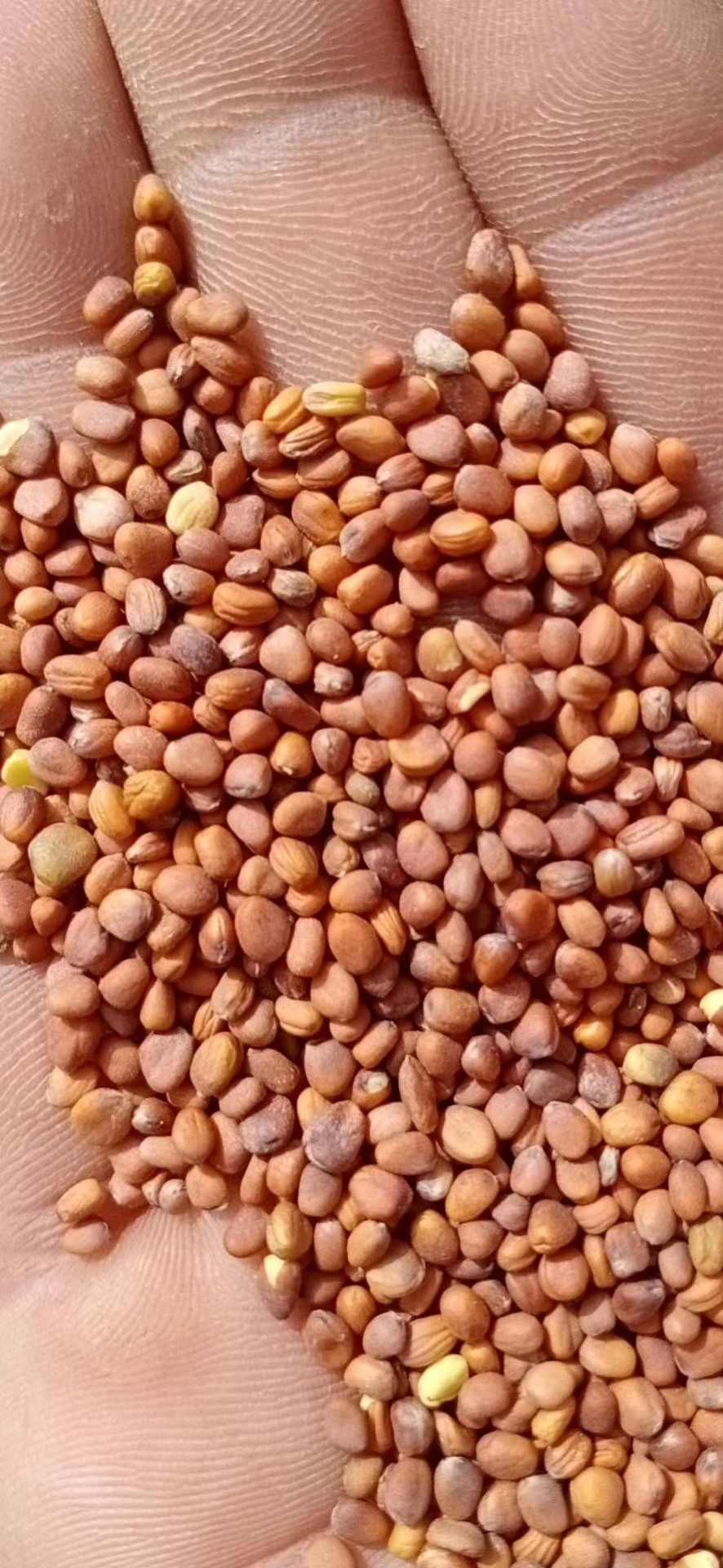 成都莱菔子萝卜子芽菜药食同源含量高出芽率高98%一左右大量出售