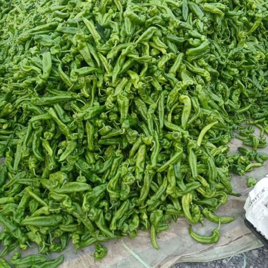 夏邑县青泡椒  辣椒 精品泡椒