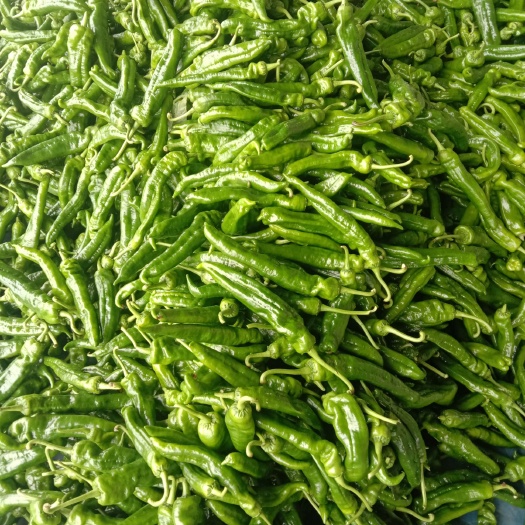 兰陵县青泡椒  绿色301