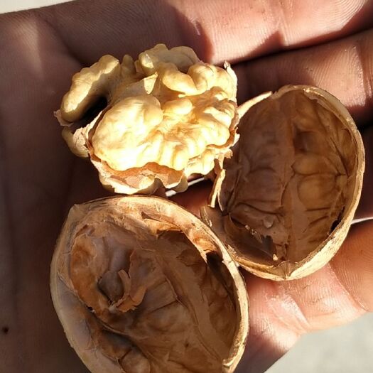 巩留县新疆伊犁哈萨克自治州薄皮核桃