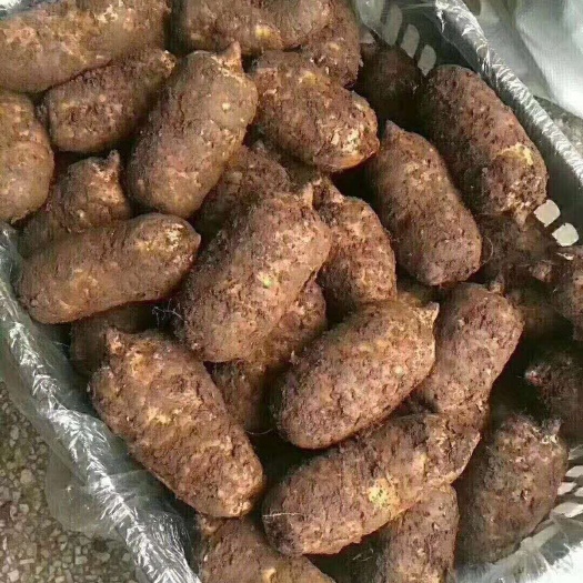 彝良县云南昭通天麻 小草坝原产地天麻