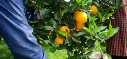 精品脐橙现採现发.一手货源个大皮薄口感甜