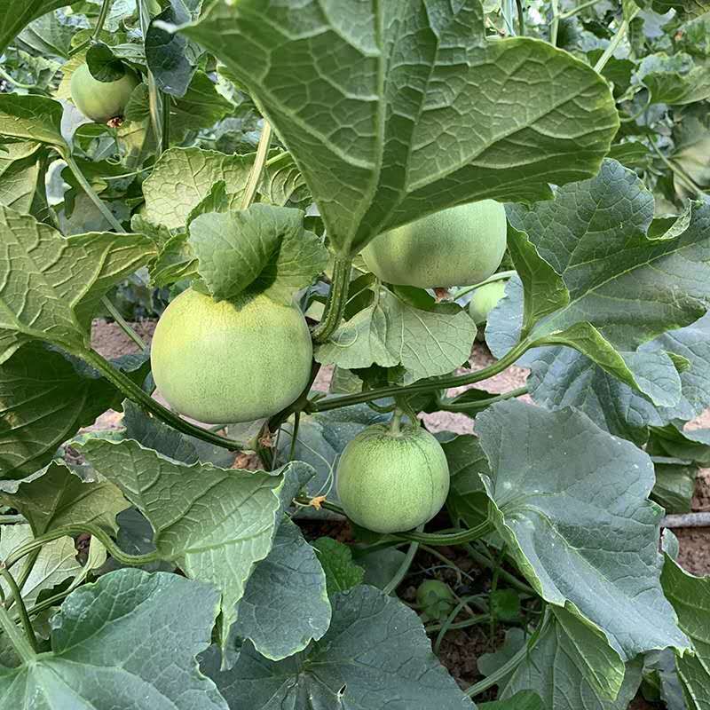 夏邑县茂华甜宝甜瓜种子，糖度高，单瓜重500克，抗病性强