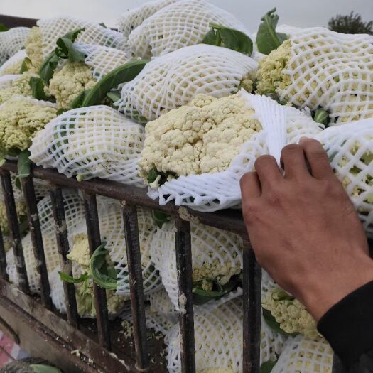 天门市花菜  蔬菜开始销售了。湖北省天门市张港镇欢迎你的到来吧来吧