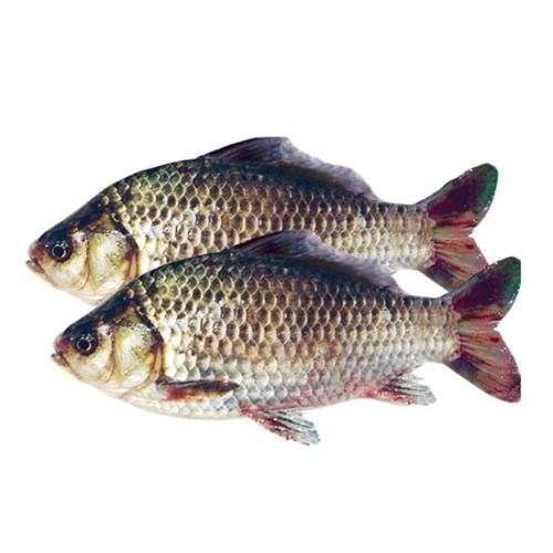 沈阳 鲫鱼王桶装大通海鲜淡水鱼炖鱼煎鱼美食烹饪中式菜1.5kg