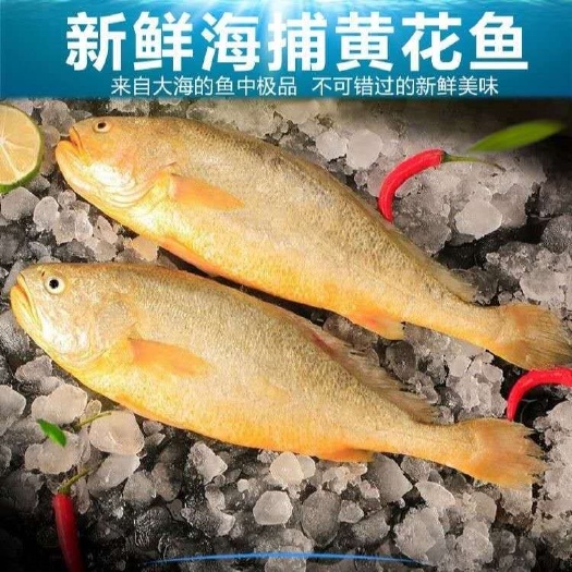 秦皇岛【小黄鱼】新鲜海捕小黄鱼，（6斤一箱冰鲜发货和鲜冻发货）
