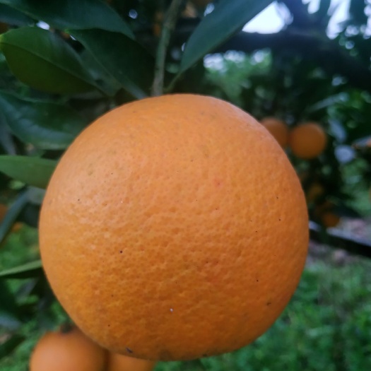 资中县脐橙