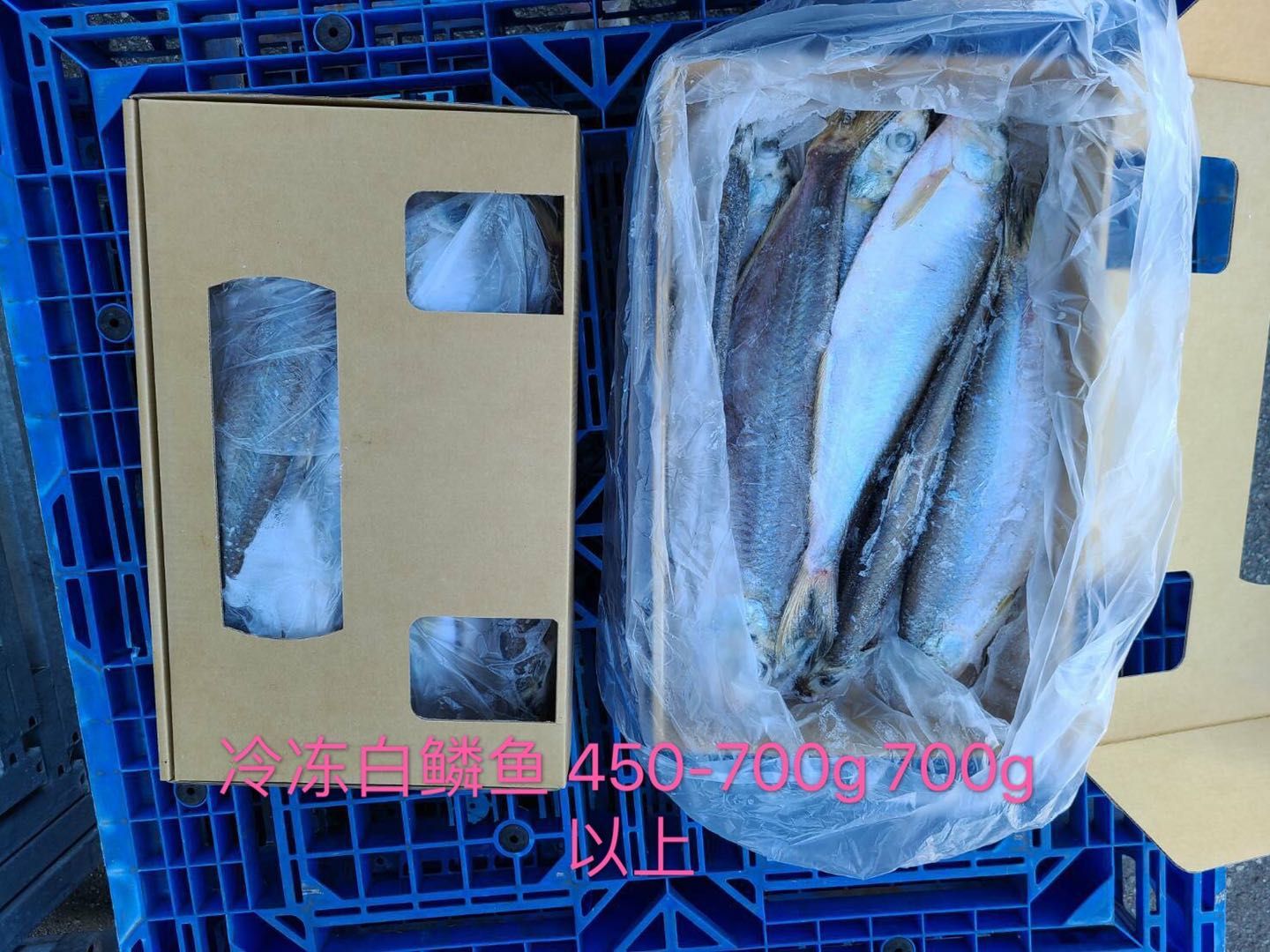 白姑鱼 白磷鱼