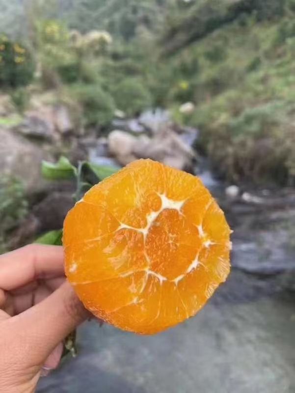 精品脐橙现採现发.一手货源个大皮薄口感甜
