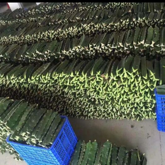 南宁大量供应优质红心火龙果苗
