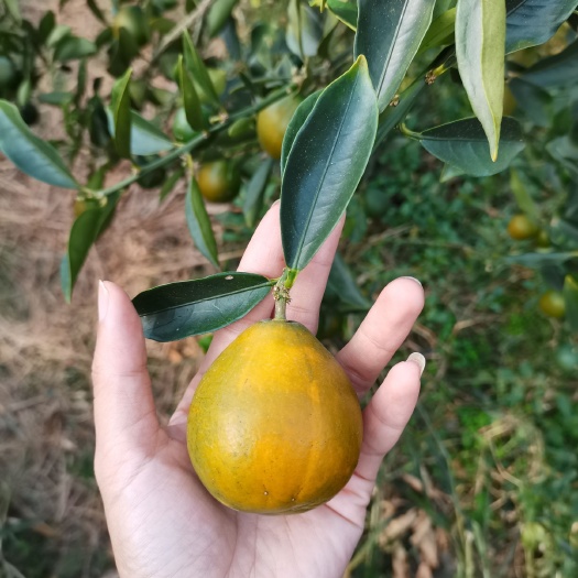融安县脆蜜金柑苗，脆蜜金桔苗（新品种）特大果南方北方盆栽地栽嫁接苗