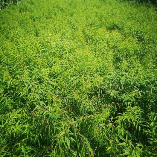 夏县白菜苗 巴旦木树苗，优质品种，树苗品种里面没有