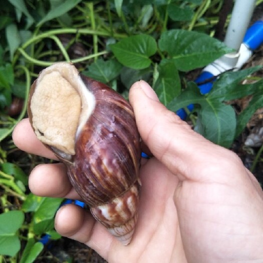  本基地常年出售白玉蜗牛牛种