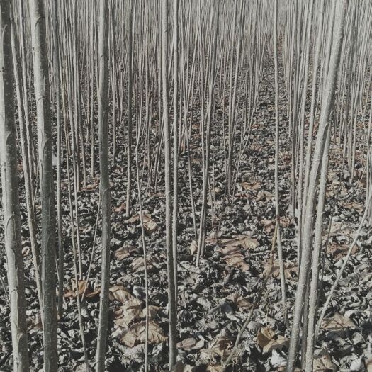 扶沟县低价批发107杨树苗。2米-5米。大小，规格齐全，品种齐全。