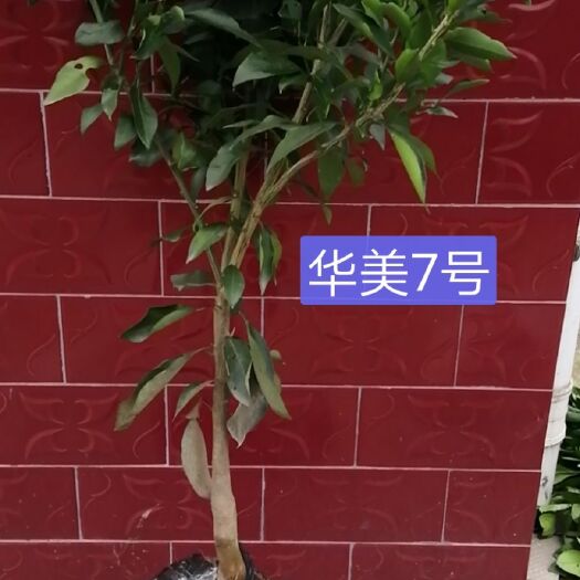 秭归县华美柑橘苗 华美7号