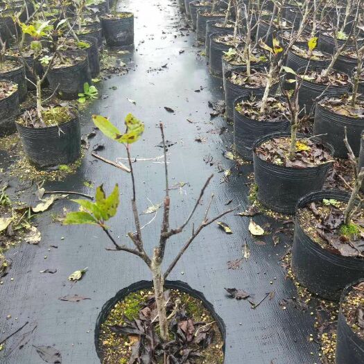 台州 pe新料防草布除草布