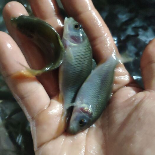 南宁 禾花鲤鱼苗，禾花苗。大量现货批发欢迎各位养殖户订购！