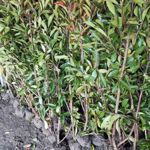 沭阳县法国冬青  青珊瑚，