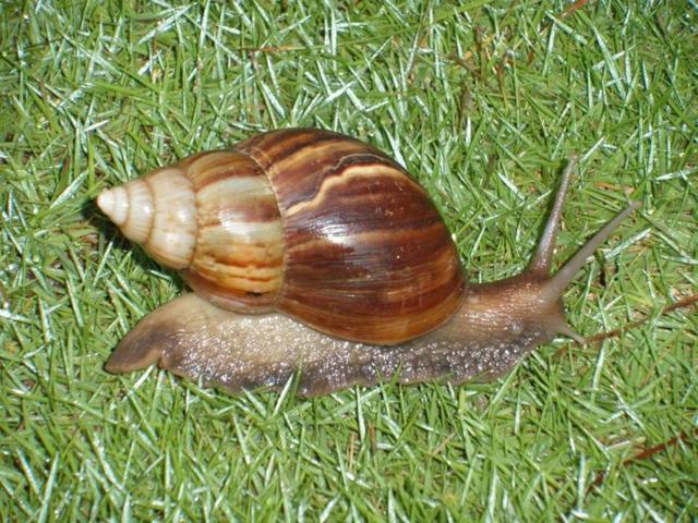 南宁山花螺蜗牛，规格是25克一个以上，非人工饲养，可供量10万斤