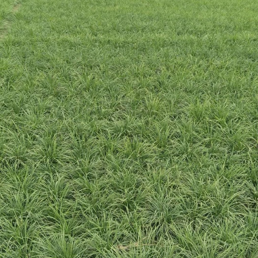 曹县麦冬草  常年供应麦冬苗常年供应麦冬苗，现挖麦冬苗基地，成活率高达99