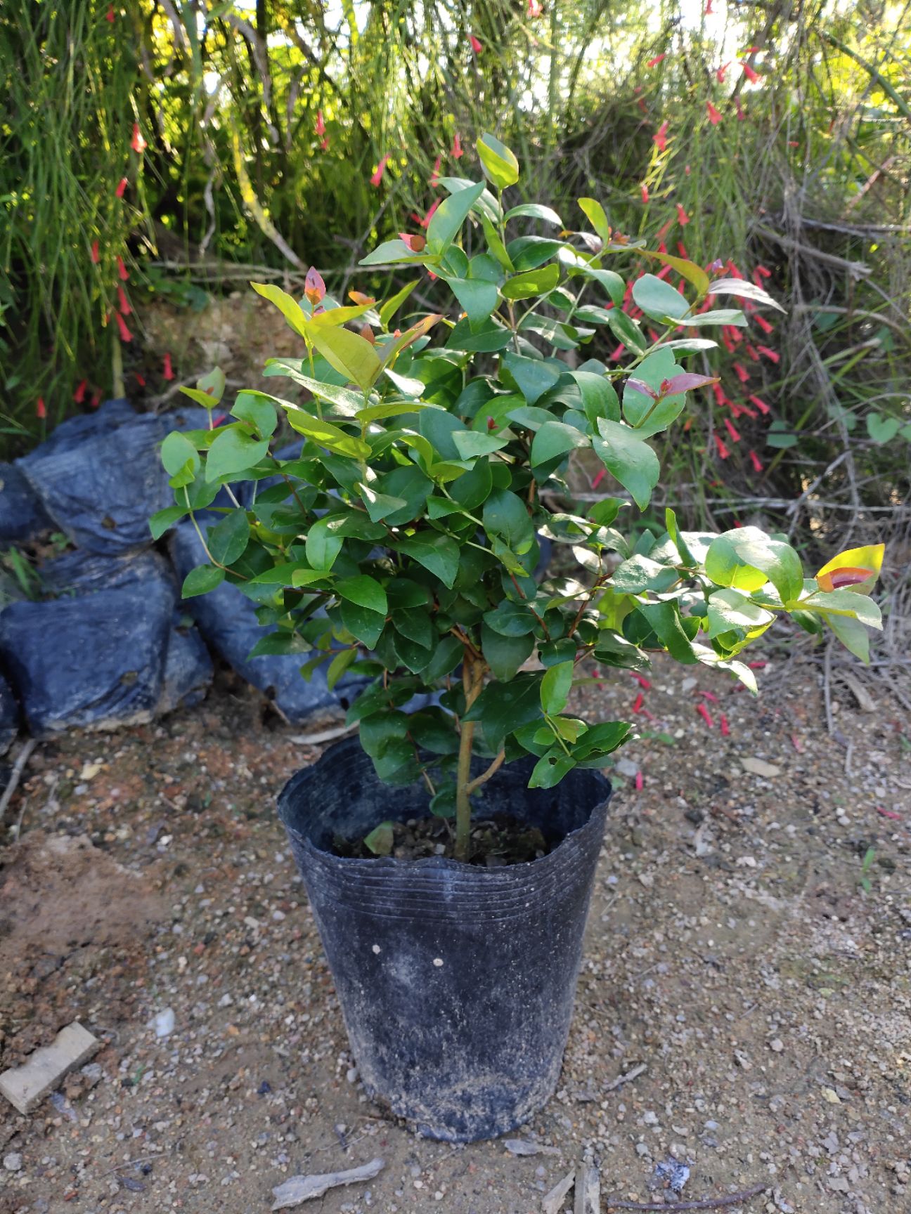 草果苗  果树红果仔实变色如红灯笼可食用庭院盆栽植物25左右公分高