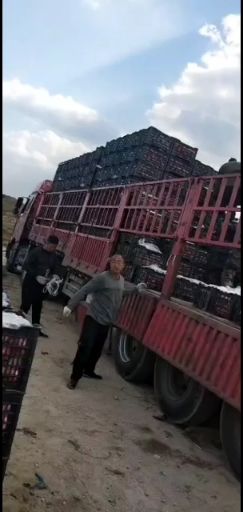 寒富苹果  不套袋寒富光果，一件代发各种平台