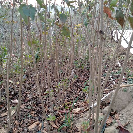 矮化樱桃苗  矮化大樱桃苗，矮化大樱桃树
