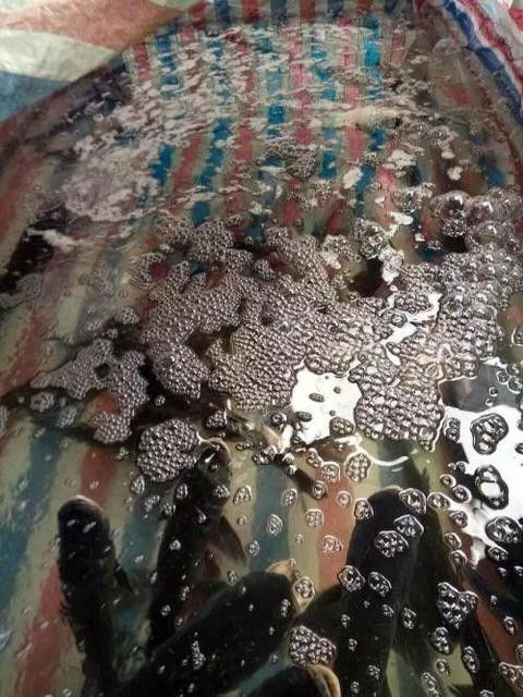 洪湖市雄鱼  花鲢鱼