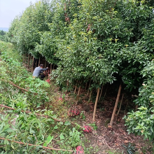 新宁县沉木金丝楠  小叶桢南正宗 金丝楠木