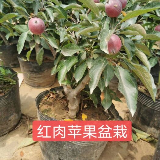 泰安冰糖心苹果苗 
