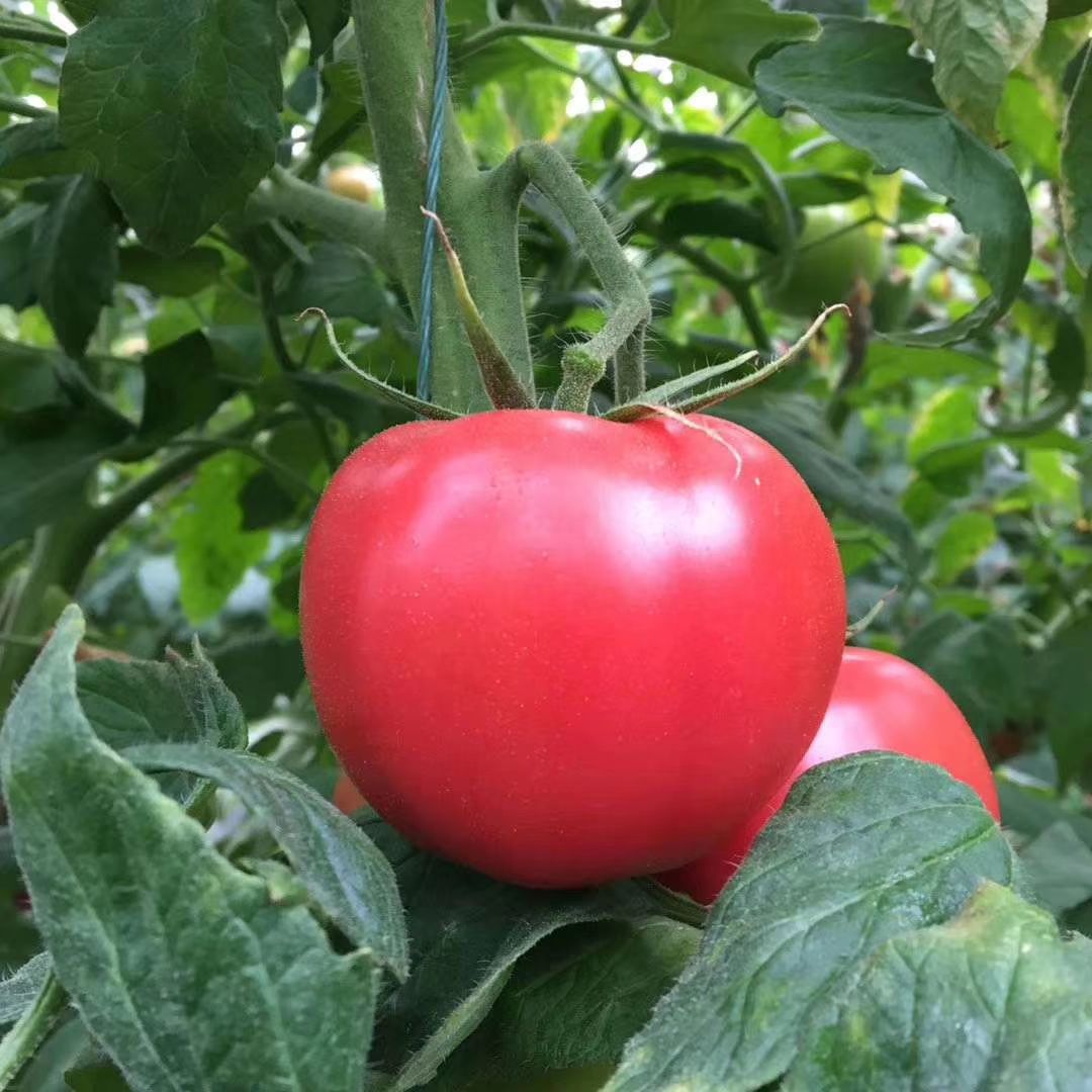 硬粉西红柿  普罗旺斯西红柿，沙瓤，多汁，口感香甜