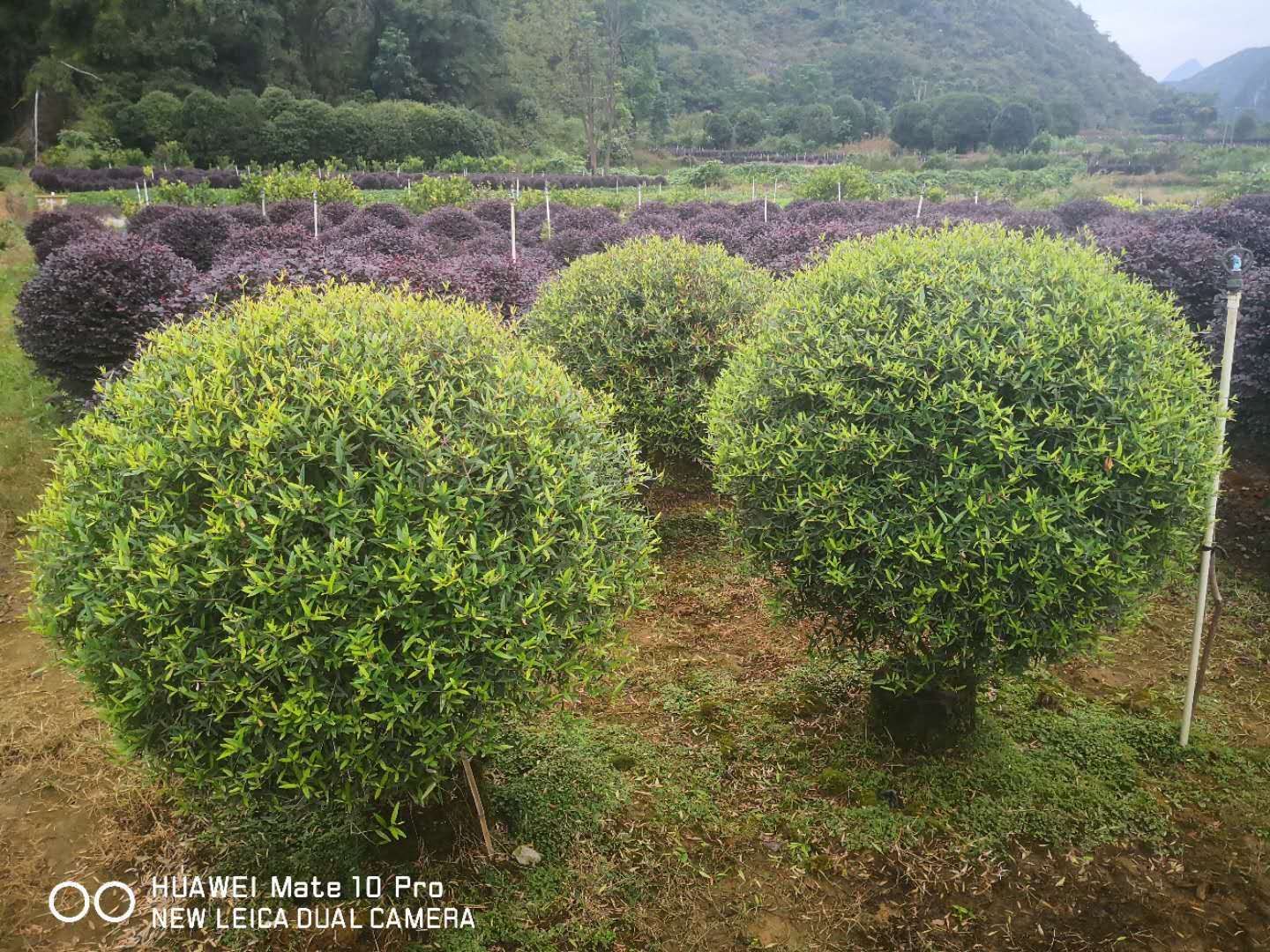 叠叶楼梯草盆栽  精品自产自销木樨球80-1.2