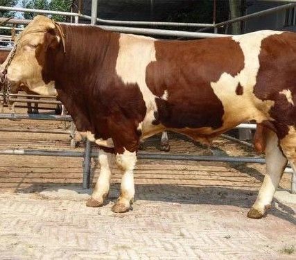 莱州市 莱州肉牛交易市场