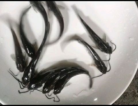 南宁叉尾鮰鱼苗  叉尾鱼